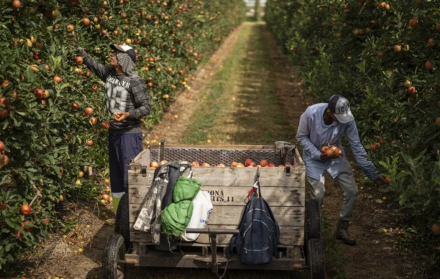 migrantes en el campo