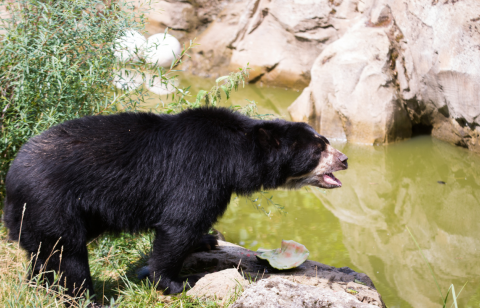 Referencial. El oso de anteojos es una especie en peligro de extinción.