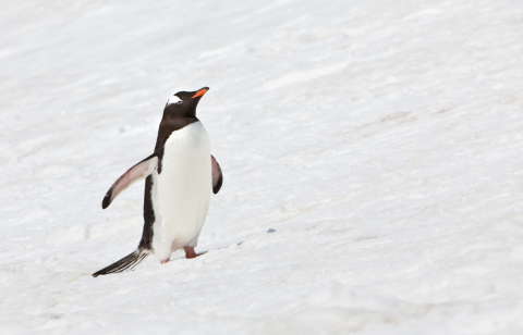 Usuarios en redes interpretan distintas lecturas del comportamiento del pingüino en el clip viral.