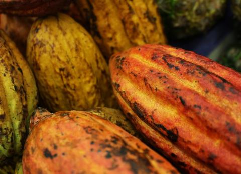 El precio del cacao sigue cayendo y ya ronda los $ 7.500 al inicio de la semana