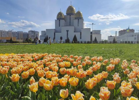 Los tulipanes, un b&aacute;lsamo para ucranianos
