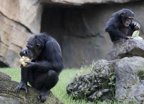 Los chimpanc&eacute;s perfeccionan su capacidad de aprendizaje a lo largo de la vida