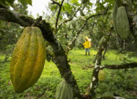 Las exportaciones de cacao ecuatoriano subieron 145 % el primer trimestre de 2024