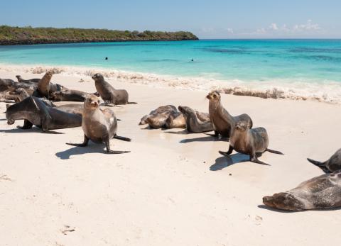 Galápagos, el segundo destino destacado del 2025 según The New York Times