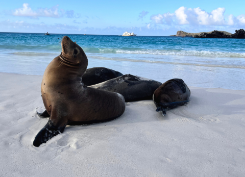¿Por qué Galápagos es un imperdible en 2025? Aquí las razones que estás buscando