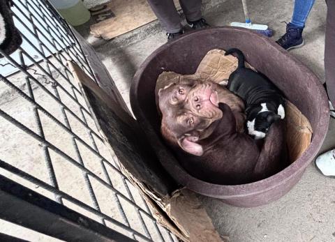 Rescatan a perros usados para la cría y venta ilegal, en Quito