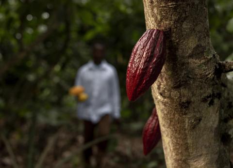 Ecuador, cuna del cacao: historia y desafíos del chocolate más fino del mundo
