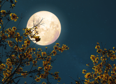 Luna llena del Esturión: Los mejores lugares en Ecuador para observarla