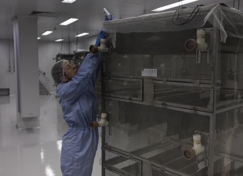 Brasil abre la mayor fábrica de mosquitos: ¿Para qué?