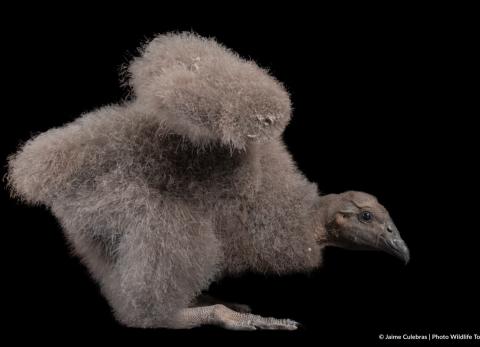 Pichona de c&oacute;ndor en Cuenca fue nombrada Kimsa