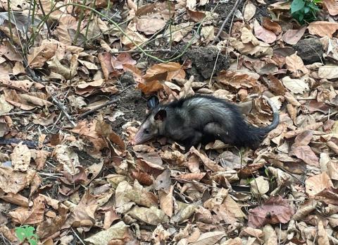 Zarig&uuml;eya rescatada en Urdesa: En este lugar de Guayaquil fue devuelta a su h&aacute;bitat