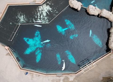 Ballenas en cautiverio enfrentan eutanasia