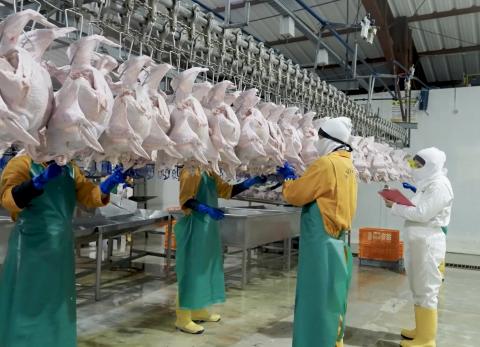 Ecuador: La producci&oacute;n av&iacute;cola se queda sin &lsquo;pascua navide&ntilde;a&rsquo; en este 2025