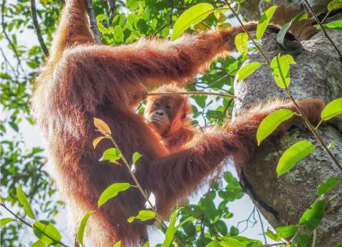 Los orangutanes tienen una &ldquo;enciclopedia cultural&rdquo;: as&iacute; aprenden qu&eacute; comer