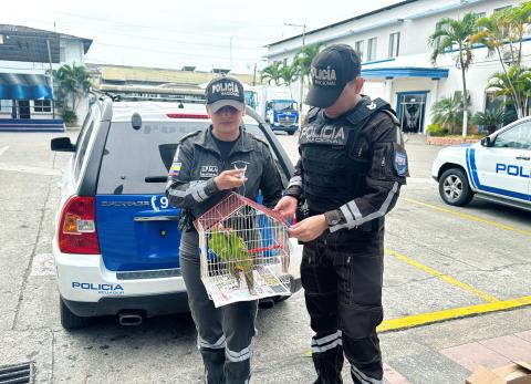 Dos detenidos por llevar aves en peligro de extinci&oacute;n en una mochila en Guayaquil