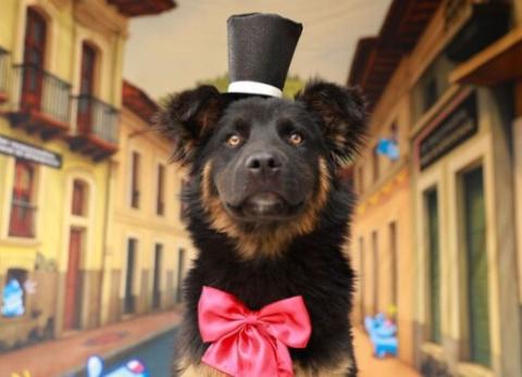 Perros en adopci&oacute;n brillan en colorida sesi&oacute;n por las Fiestas de Quito