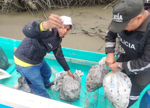 Pesca ilegal en Churute: rescatan 510 cangrejos atrapados en mallas