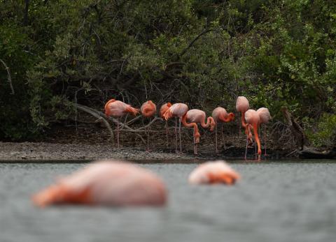 Quinta Playa, en Isabela, es el punto de concentraci&oacute;n de los flamingos