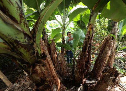 Productores alertan retrasos y temen por el avance del Fusarium en banano