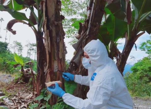 Ecuador asegura exportaciones pese a emergencia por Fusarium Raza 4