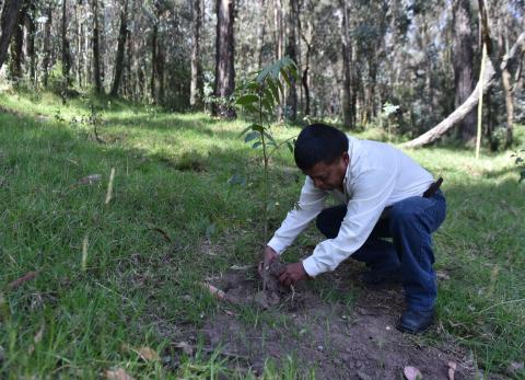 Veranillo incide en la restauraci&oacute;n ecol&oacute;gica en Quito