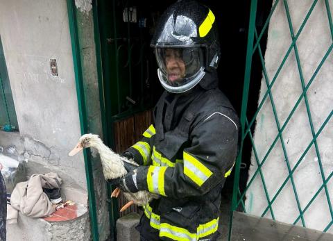 Incendio consumi&oacute; criadero de animales de corral en Conocoto