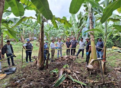 Blindarse del Fusarium cuesta hasta 0,60 de d&oacute;lares por caja de banano