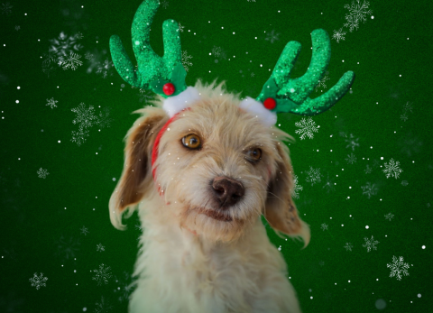 Calendario navide&ntilde;o en Quito impulsa adopci&oacute;n responsable de perros y gatos