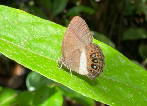 Descubren nueva mariposa en la Amazon&iacute;a ecuatoriana: Zischkaia xenikos