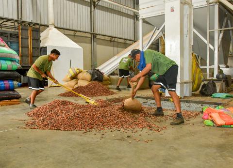 Ecuador: productividad impulsa auge del cacao y traza una ruta para otros cultivos