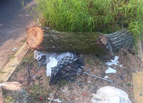 Cabildo C&iacute;vico denuncia tala de &aacute;rboles de m&aacute;s de 40 a&ntilde;os en Quito