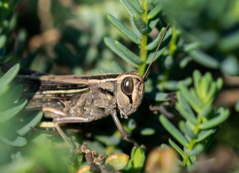&iquest;Por qu&eacute; aparecen tantos grillos? La explicaci&oacute;n cient&iacute;fica tras la plaga