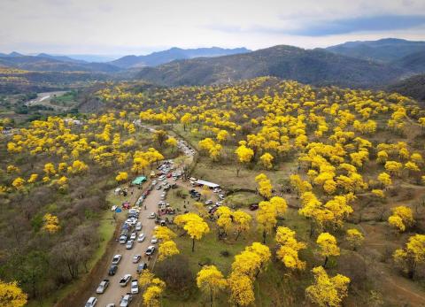 Zapotillo se viste de amarillo con el florecimiento de los guayacanes
