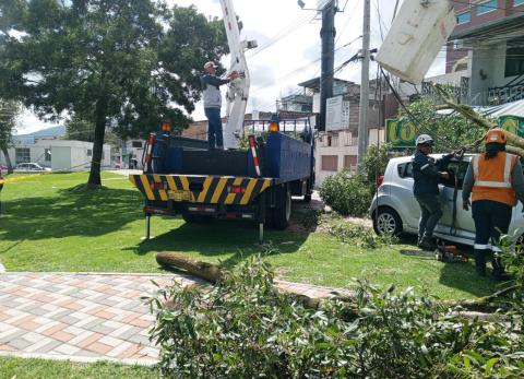 &iquest;Qu&eacute; hacer si un &aacute;rbol cae sobre tu veh&iacute;culo en Quito?