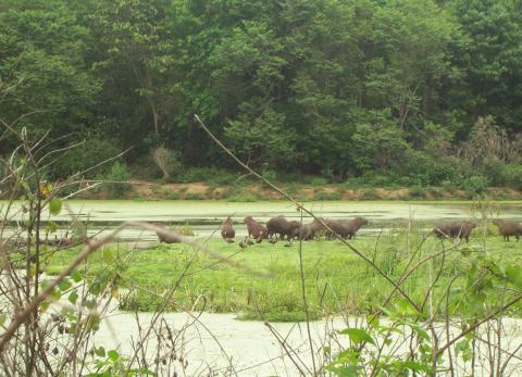 Humanos, el plato principal de los mosquitos ante la p&eacute;rdida de biodiversidad