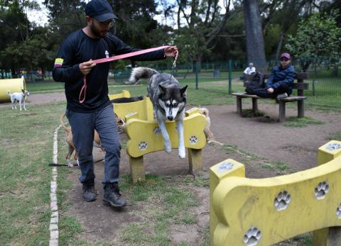 Fauna urbana en Quito: entre el cuidado responsable y el abandono