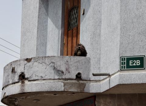 Maltrato animal en Quito: Lupo fue rescatado tras vivir confinado en un balc&oacute;n
