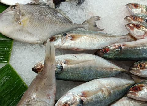 Ciencia alerta en Ecuador: hallan par&aacute;sito zoon&oacute;tico en la lisa, clave del ceviche