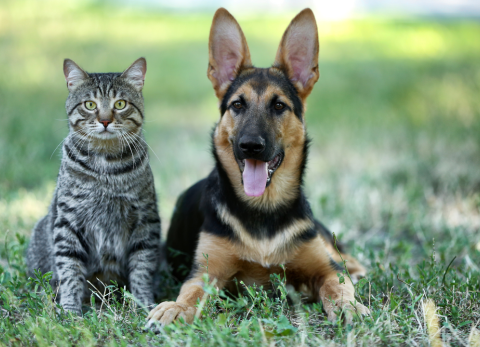 Curso gratuito de primeros auxilios para mascotas en Quito sin cupos disponibles