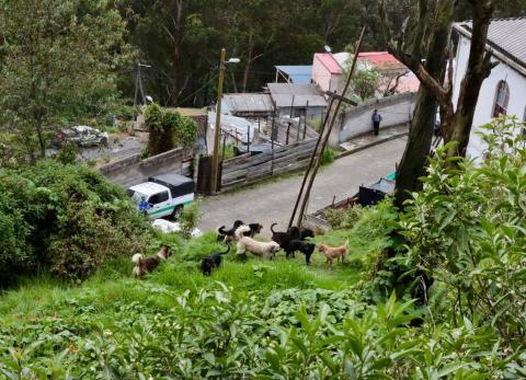 Rescatan a nueve perros que viv&iacute;an en manada en zona de dif&iacute;cil acceso, en Quito