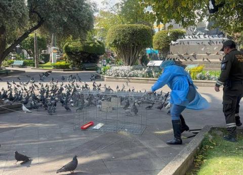 Ambato aplica medidas de control poblacional de aves para prevenir riesgos sanitarios