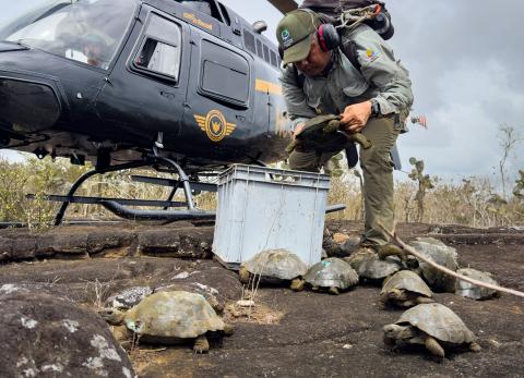 El retorno de las tortugas gigantes: 277 vuelven a su h&aacute;bitat en islas de Gal&aacute;pagos