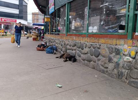 Cuenca con temas pendientes en cuidado animal alista nueva normativa