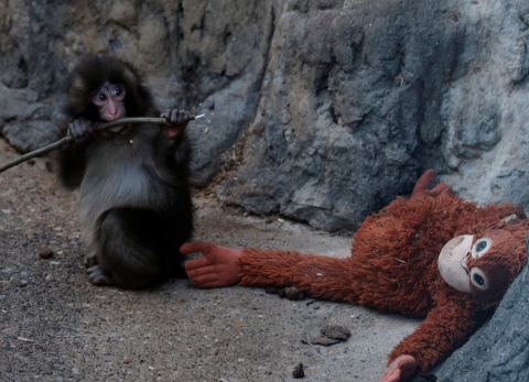 Monito Punch: la emotiva historia detr&aacute;s de los videos virales