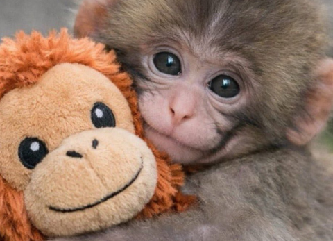 Punch, el mono beb&eacute;, se adapta a su grupo: &uacute;ltimas novedades del zool&oacute;gico