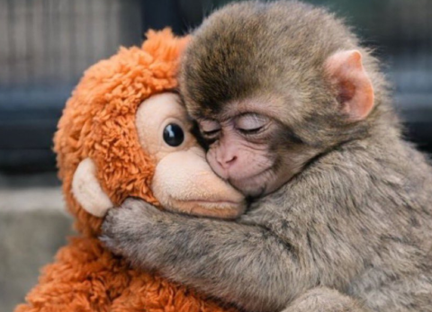 Punch: PETA insta a mover al macaco viral a un entorno m&aacute;s natural