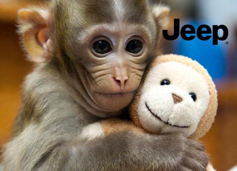 An&aacute;lisis Estrat&eacute;gico: Entre la indignaci&oacute;n y la ternura