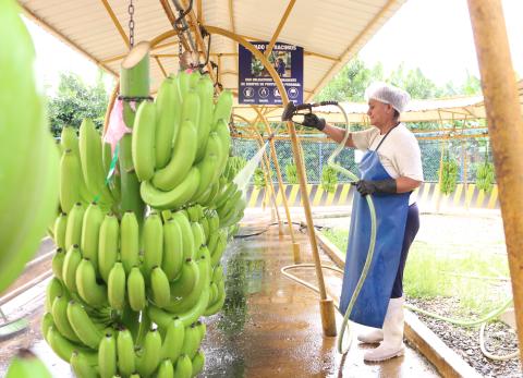 El banano de Ecuador arranca 2026 con alza en sus exportaciones