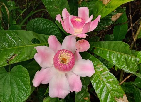 Nuevas especies de plantas end&eacute;micas del Ecuador son parte de lista internacional