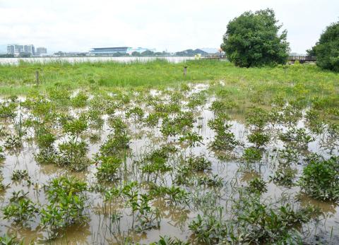 Siembra de manglares en La Puntilla proyecta reducir impacto de inundaciones locales